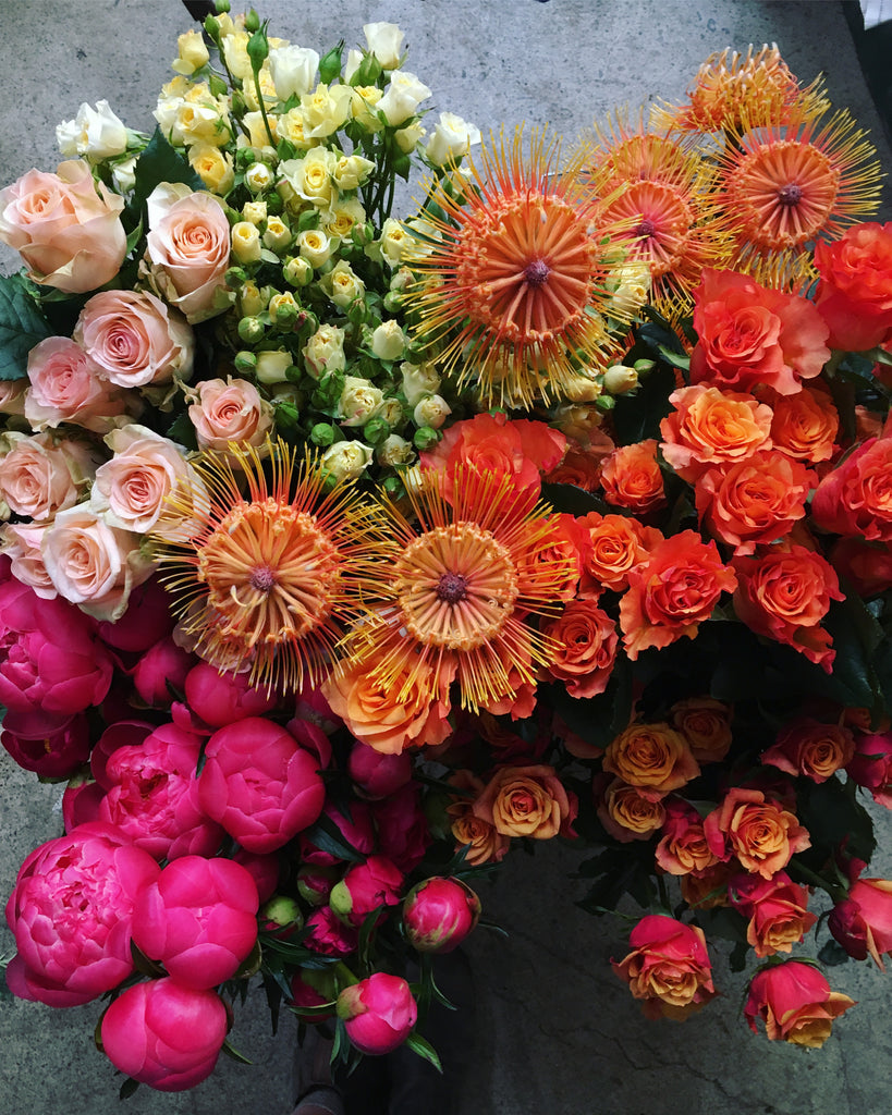 fancy spring blooms of big protea peony garden roses